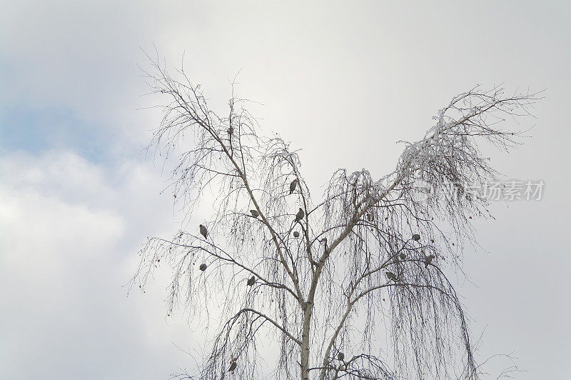 Birds on branches of a birch in the winter against the sky, Moscow Region